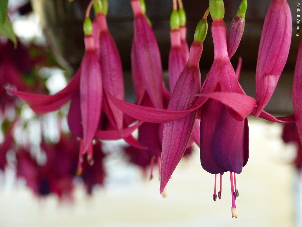Fuchsienrundgang mit Fuchsienpyramide