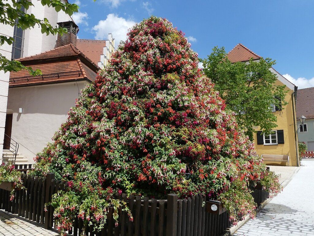 18152083_fuchsien-231.jpg