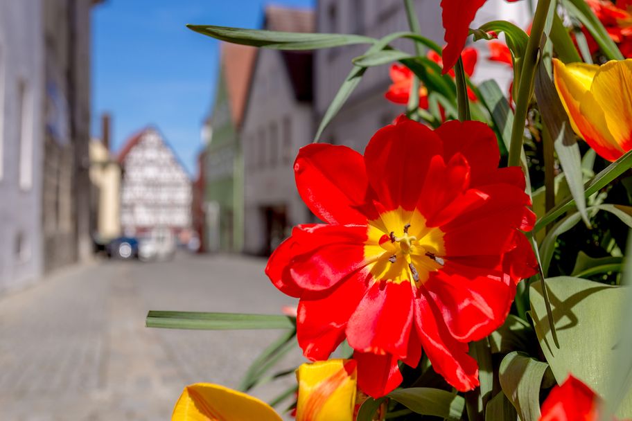 Günzburg im Frühlingslicht – ein erfrischender Stadtspaziergang