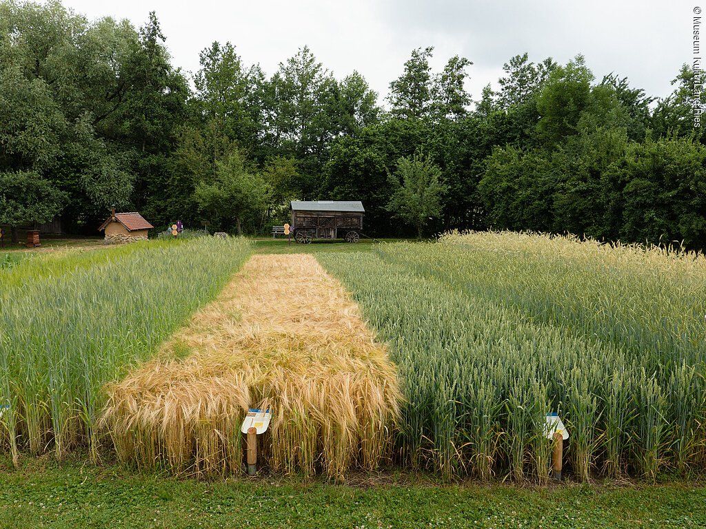 Museumsfeld beim Museum KulturLand Ries
