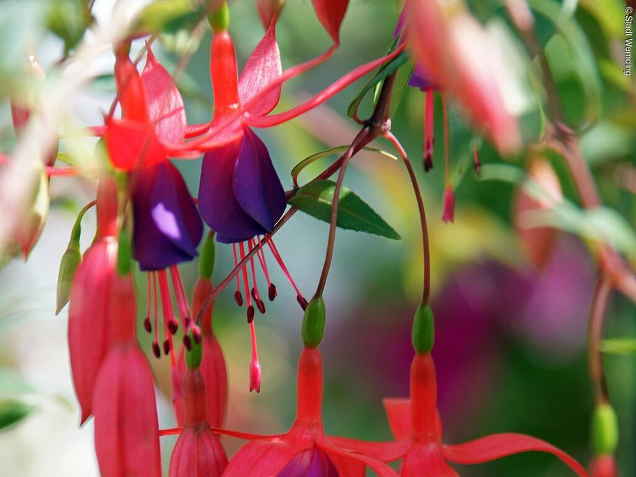 18152089_40-foto-fuchsienrundgang.jpg