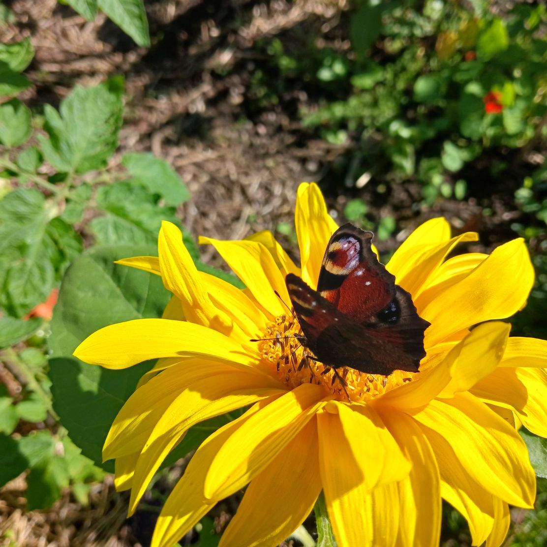Vortrag Naturnaher Garten