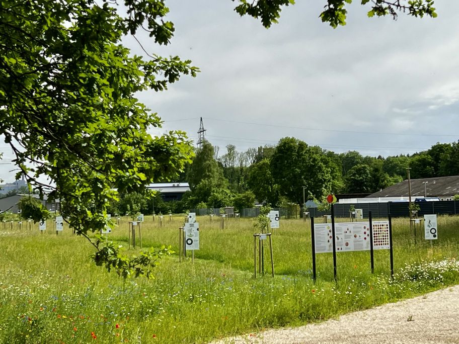 Obstsortenerhalungsgarten im Kreismustergarten
