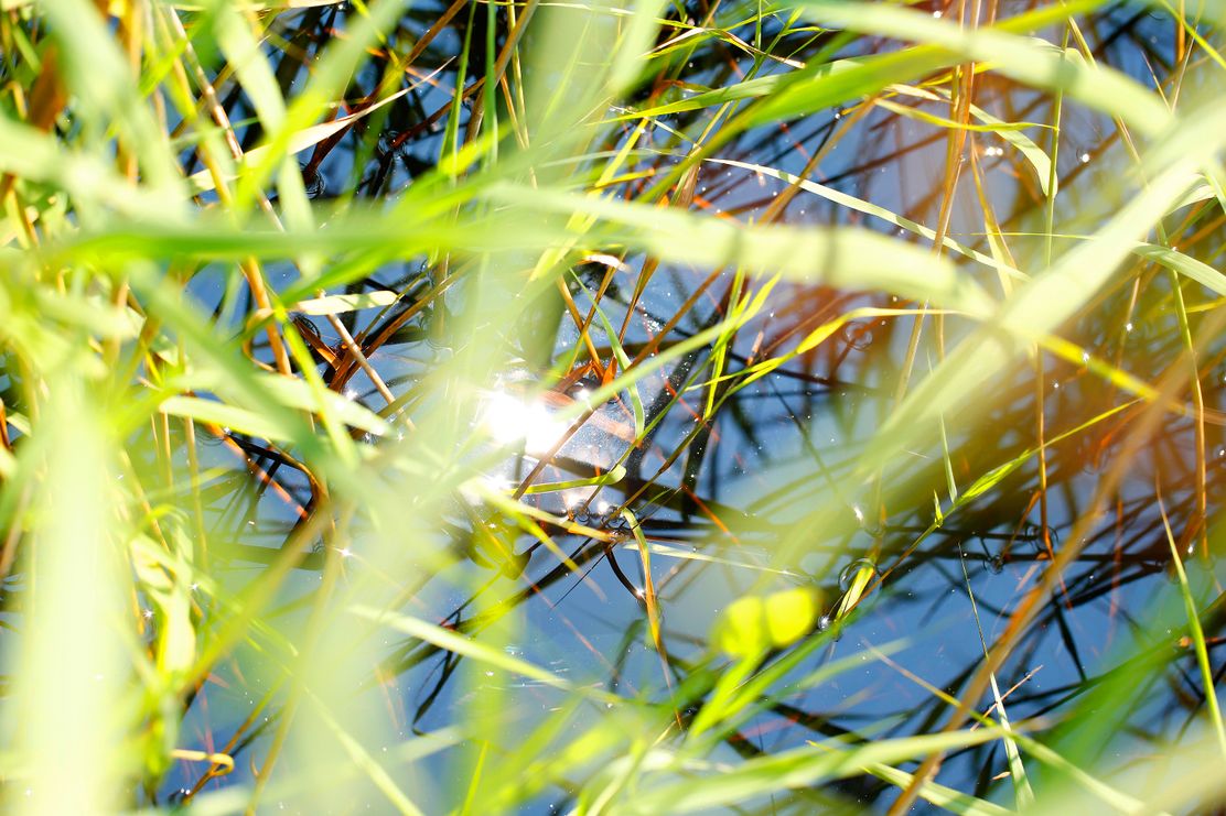 Angeln an der Günz (bei Günzburg)