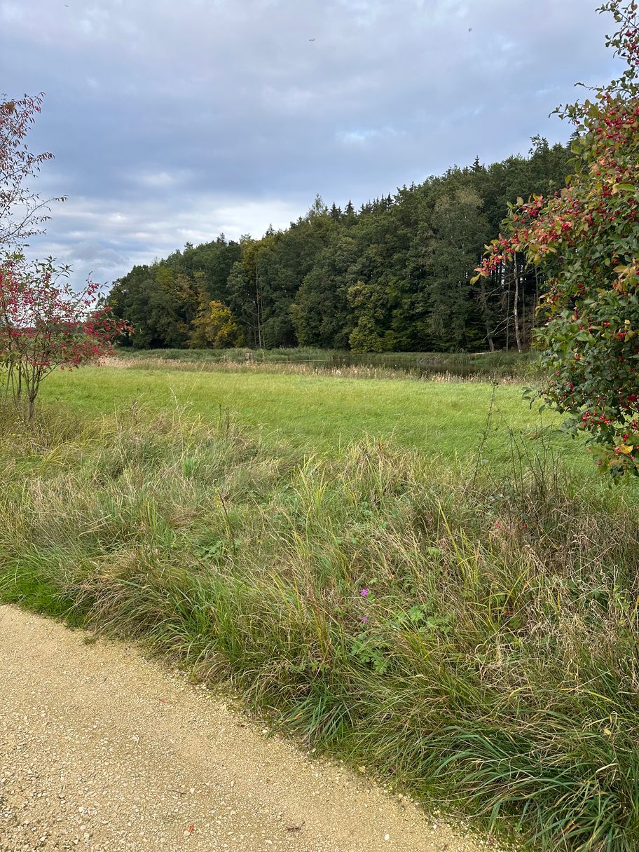 Weiher nahe des Glasherhofs