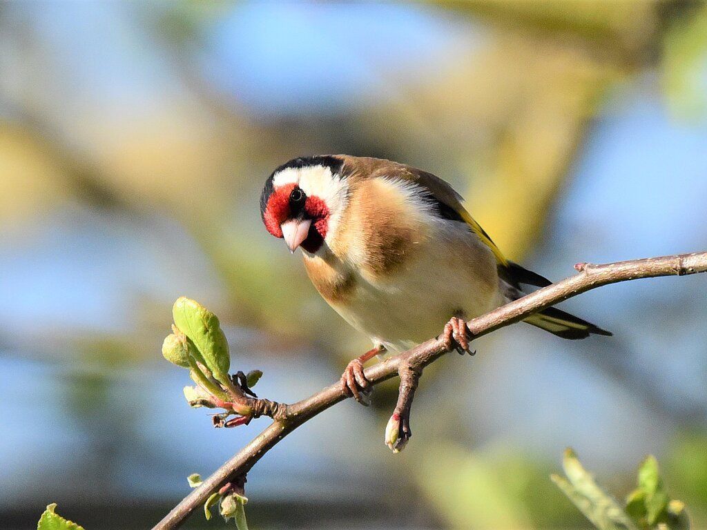 Exkursion | Vogelstimmen rund um den Klosterberg