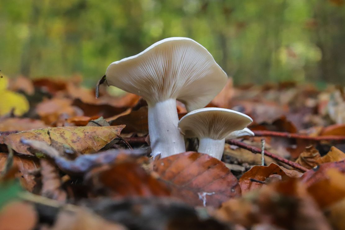 Pilze - Geheimnisvolle Welt des Waldes