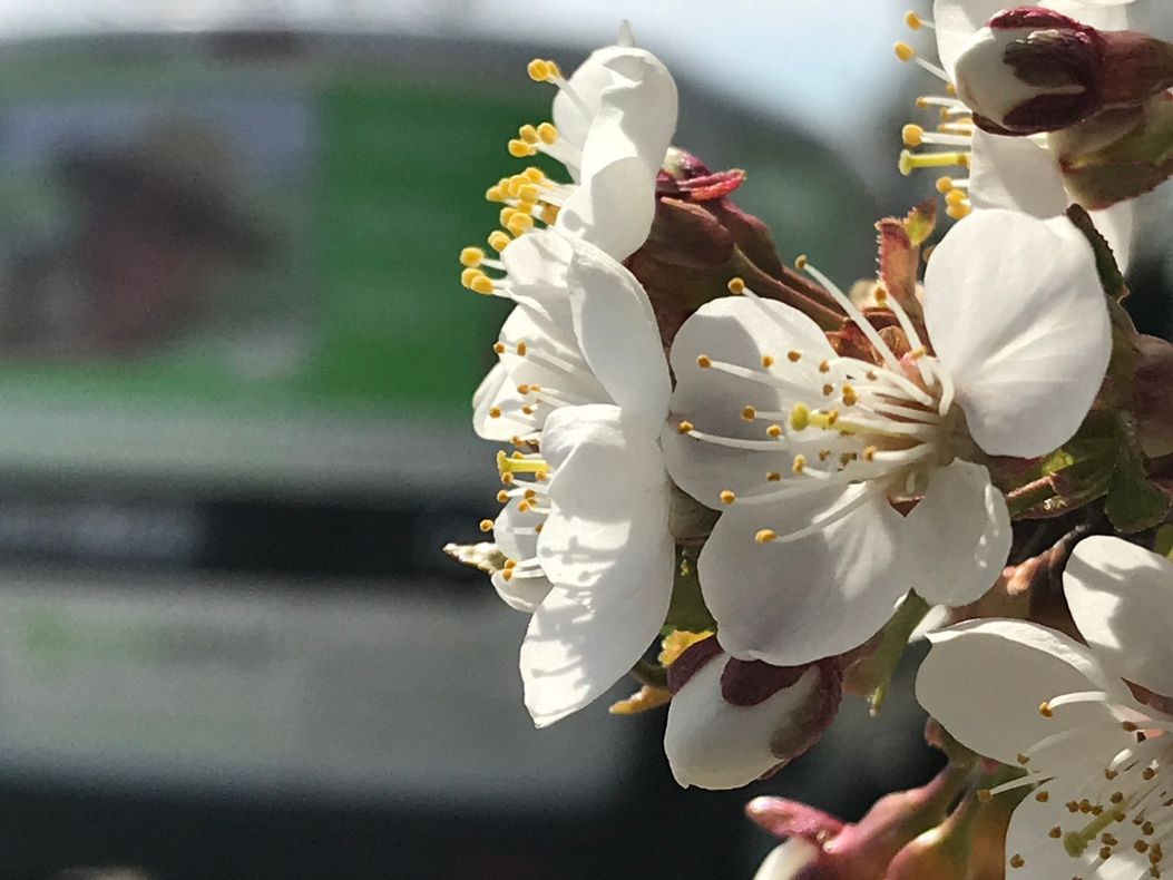 Donautaler Wohlfühloase "Haus der Weichsel"