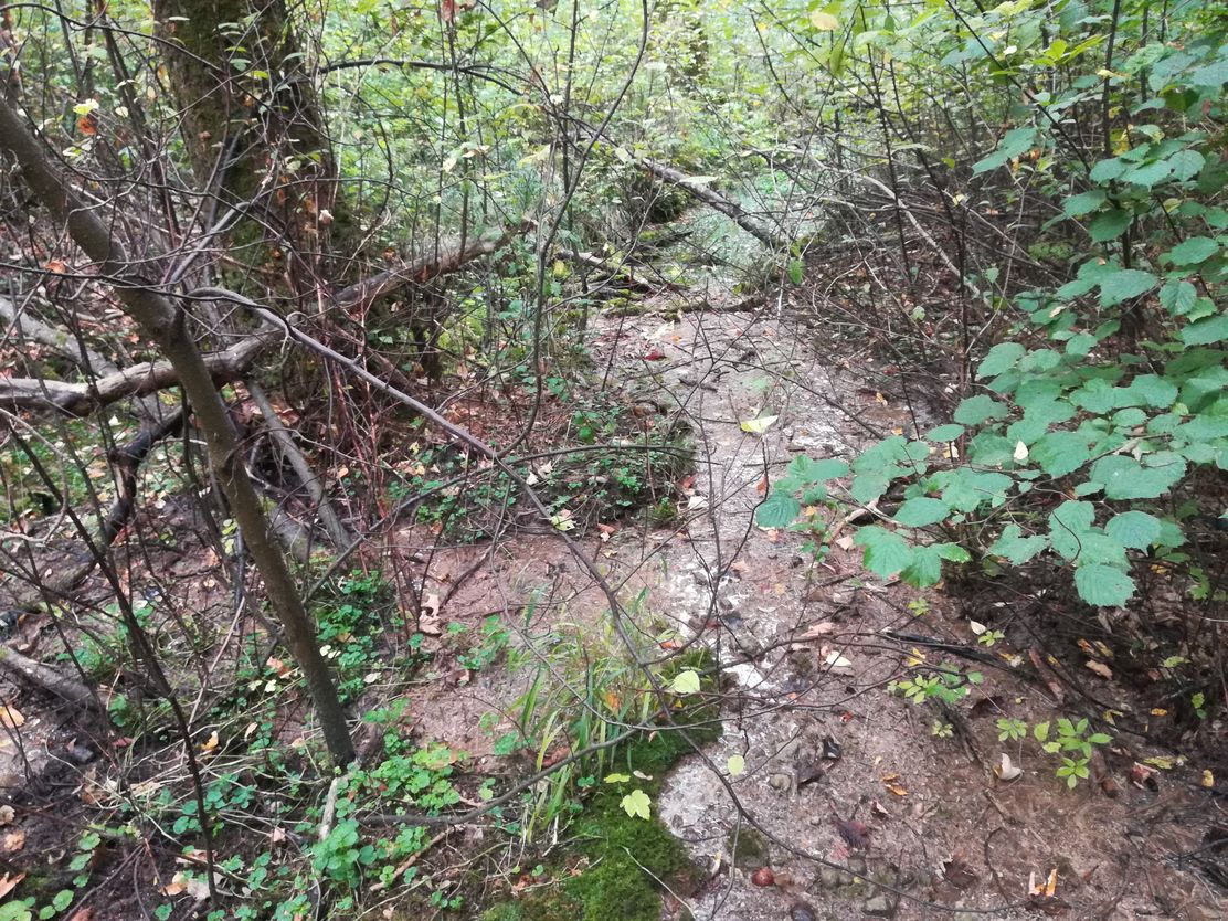 Kräuterwanderung mit Alpakas