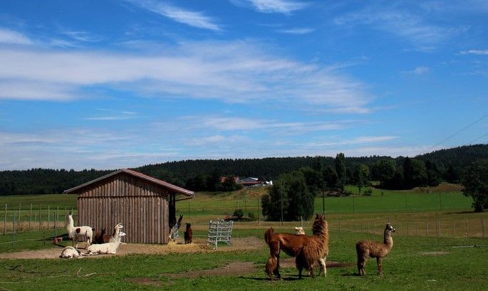 Lamas Kaindlhof.jpg