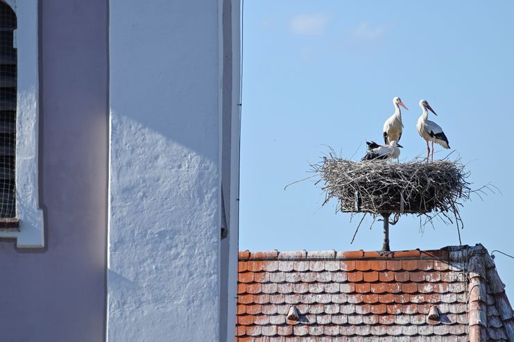 Störche in Burgau