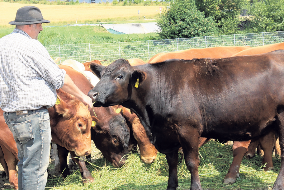 Christoph Kunad mit seinen Angus-Rindern