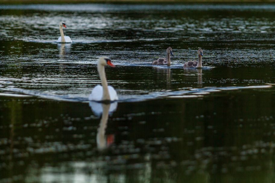 Hagenweide Günzburg