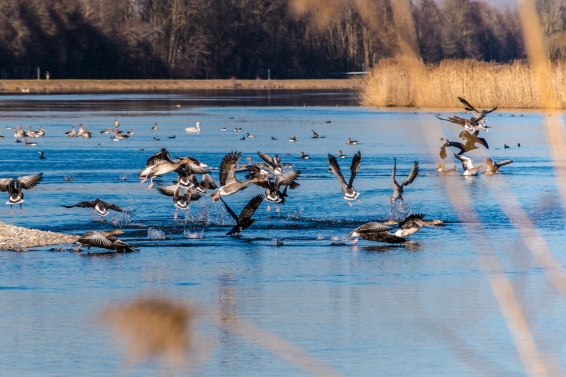 Faiminger Stausee bei Lauingen
