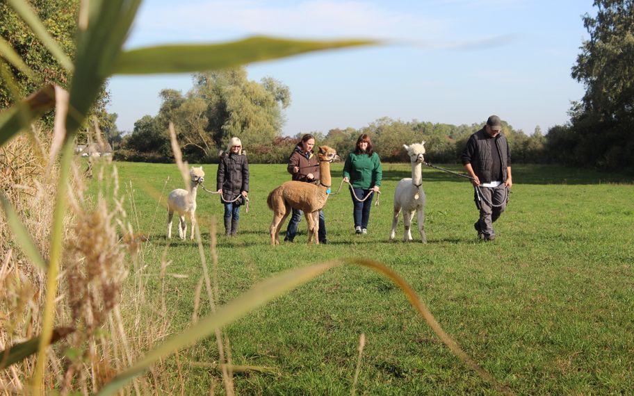 Alpakawanderung im Donaumoos