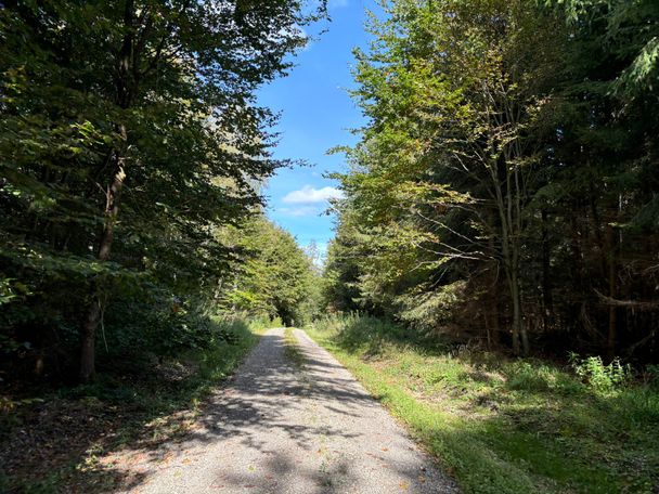 Waldweg