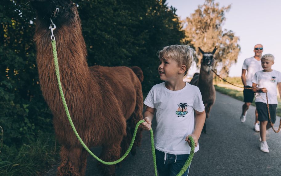 Lamawanderung bei Buch