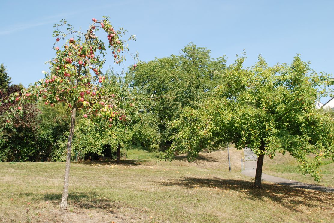 Streuobst_Beatrix Böck.JPG