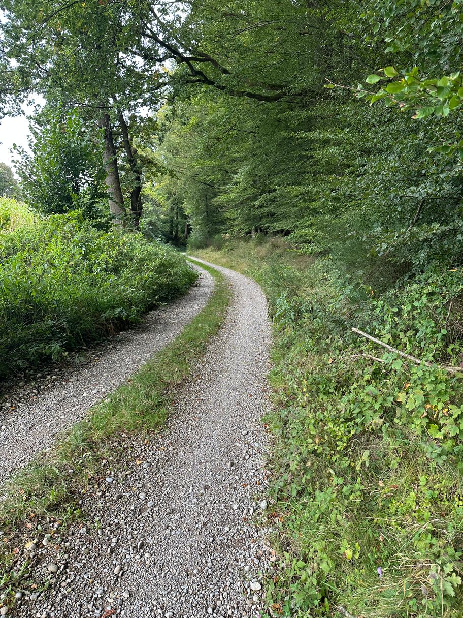 Weg am Wald entlang