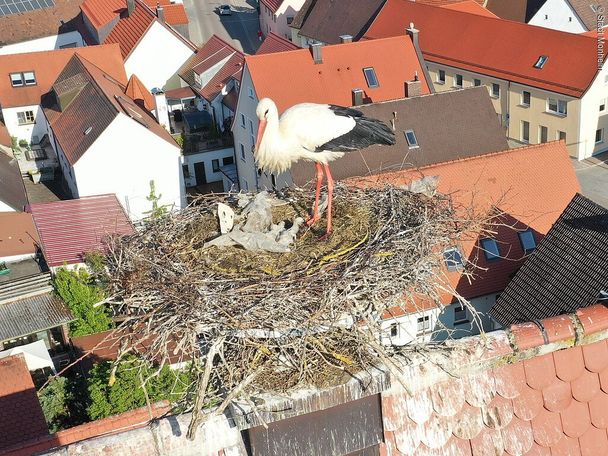 17597893_storchennachwuchs-100520-foto-sascha-liese-c-stadt-monheim.jpg