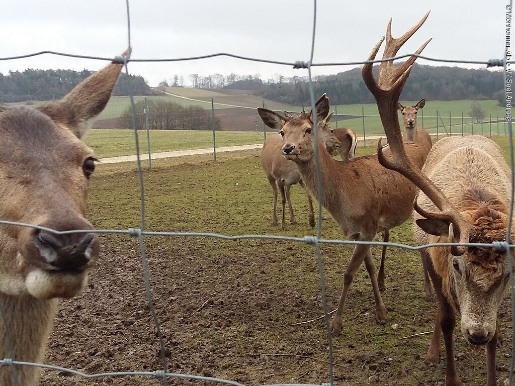 Rot- und Damwildgehege Huisheim