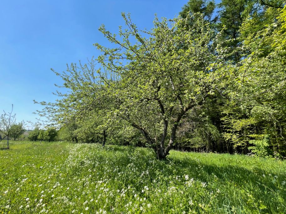 Streuobstwiese