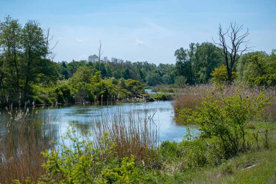 Natur pur im DonAUwald