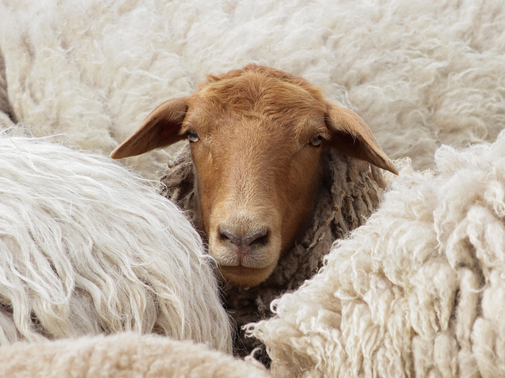 8. Donau-Rieser Schaftag 2026