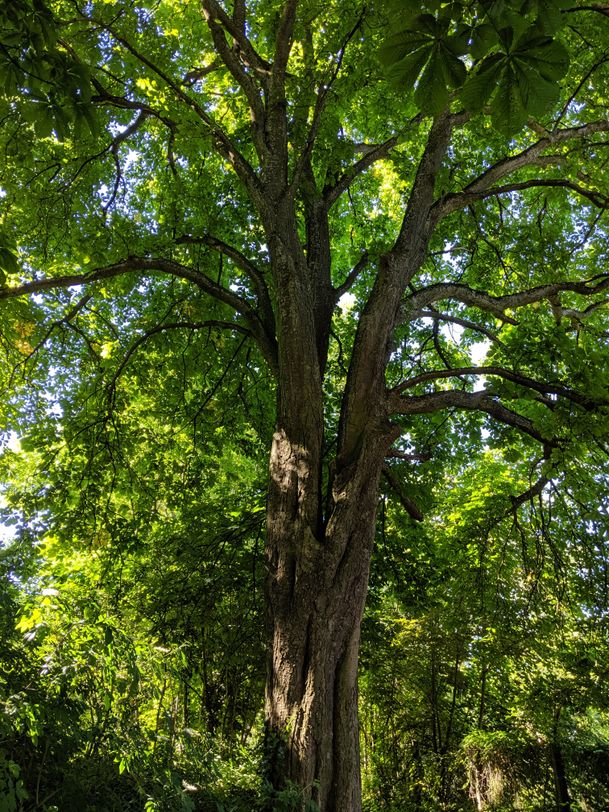 Baumheilpfad Burtenbach