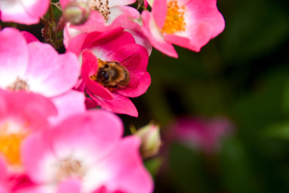 Bienen, Natur_Welden_ CC BY SA_Beatrix Böck (2).JPG