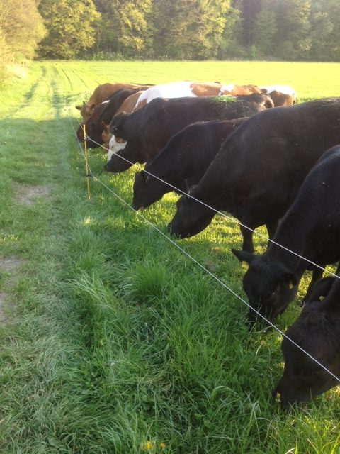 Biohof Kempfle Reisensburg