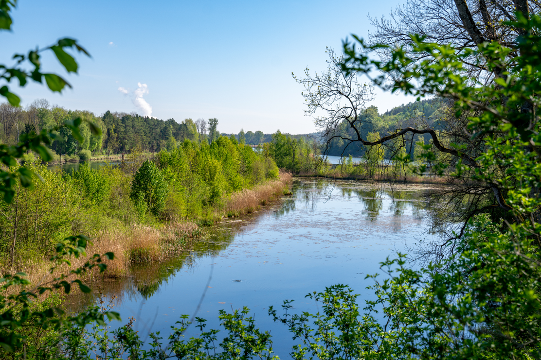 Natur pur im DonAUwald