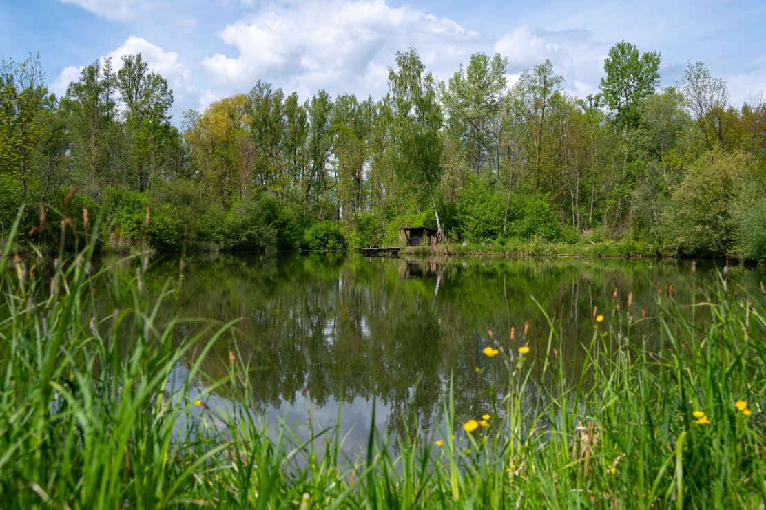 Brühlweiher bei Steinheim