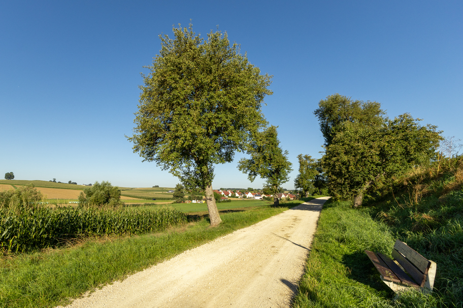 Birnbaumallee zwischen Possenried und Hohenreichen bei Wertingen