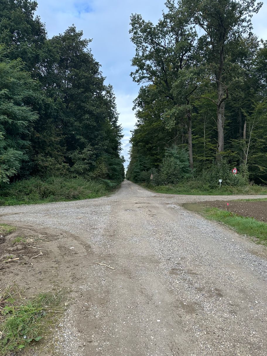 Feldweg durch Waldabschnitt