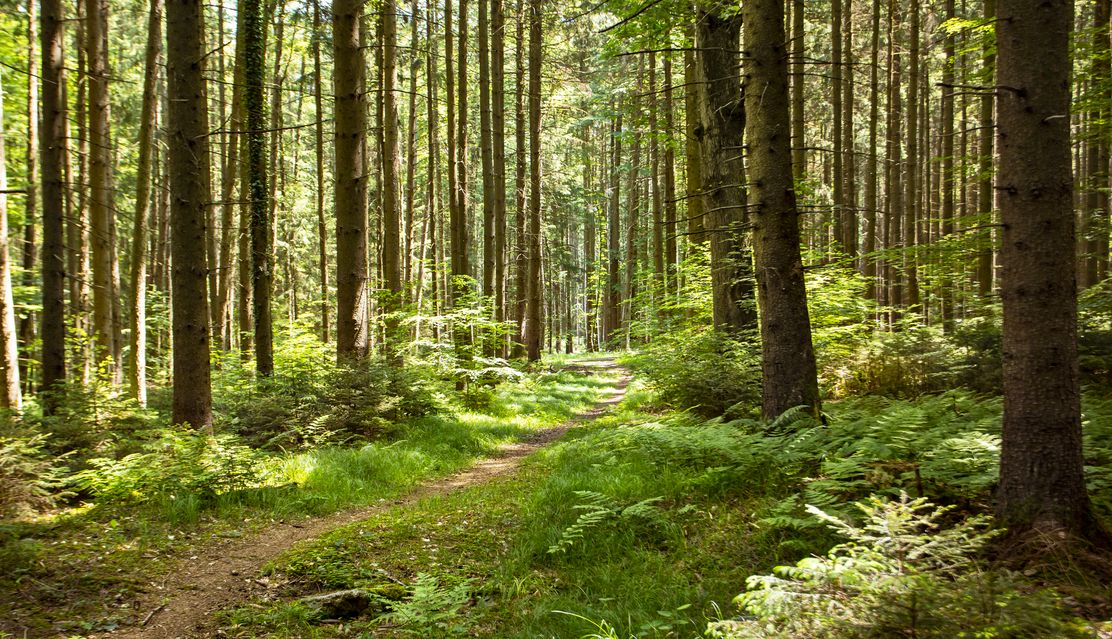 Streifzüge Rothtalblick