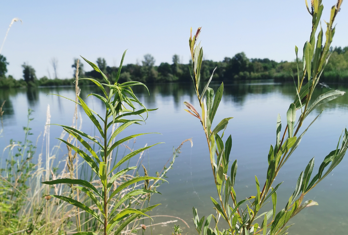 Erdbeersee Günzburg