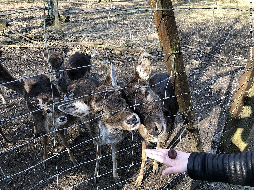 Wildgehege in Donauwörth