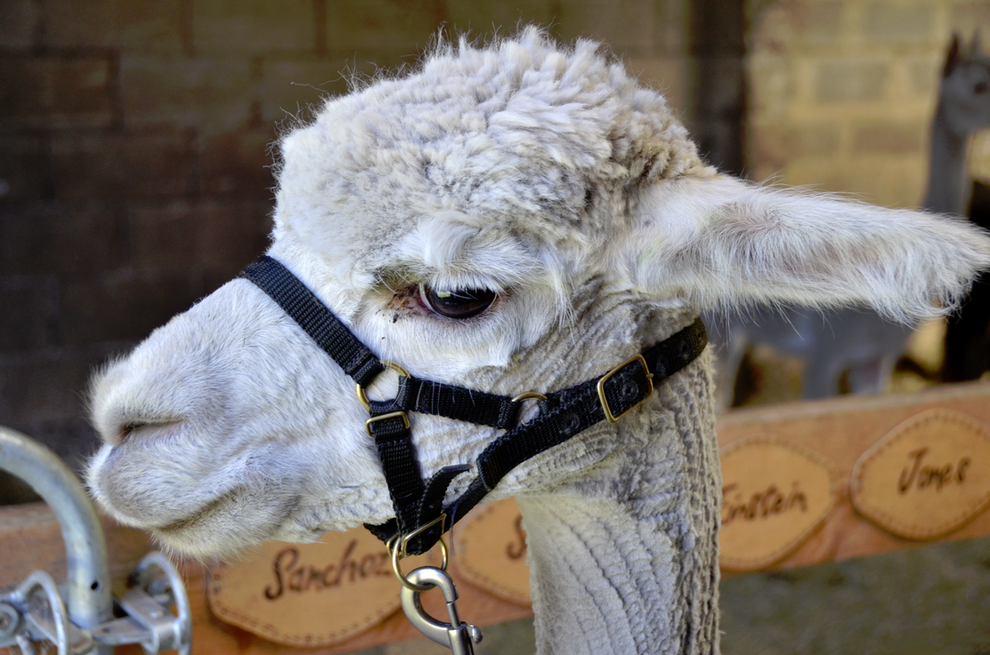 Alpakas im Donaumoos