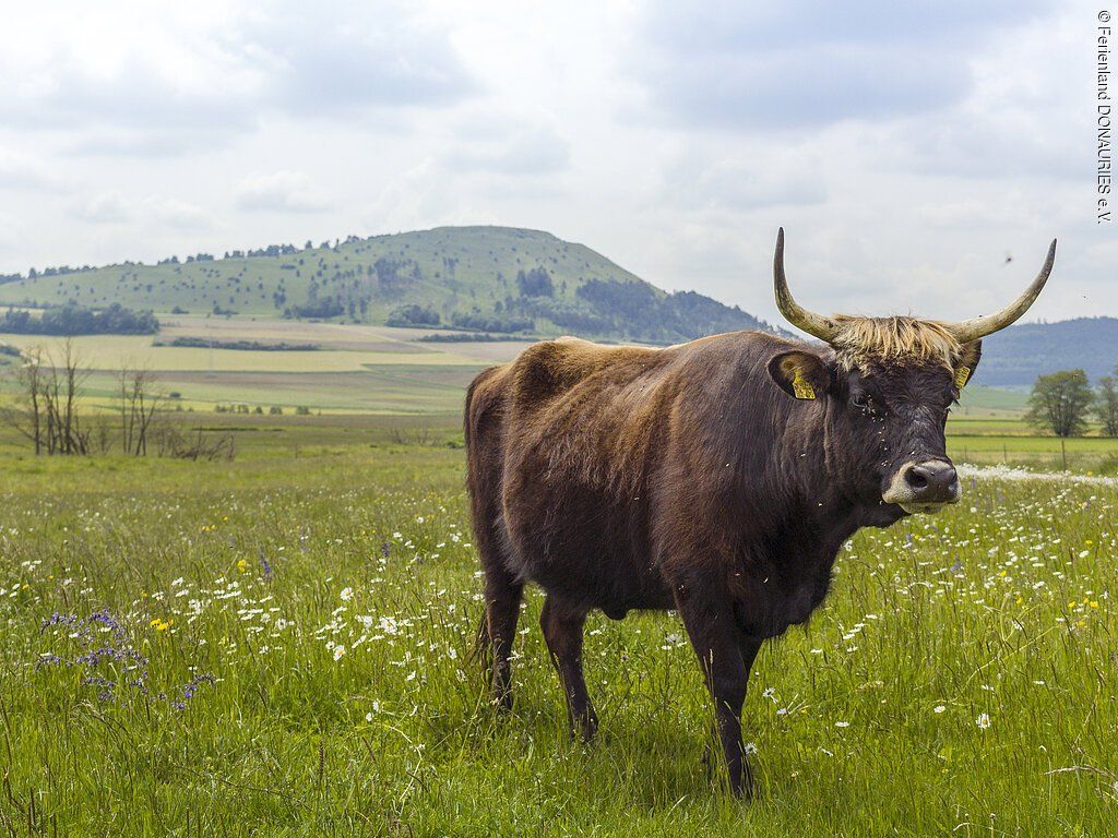 Renaturierte Sechtaaue