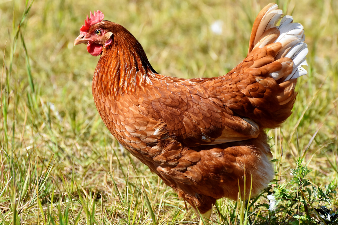 Hühner Biohof Kempfle.png