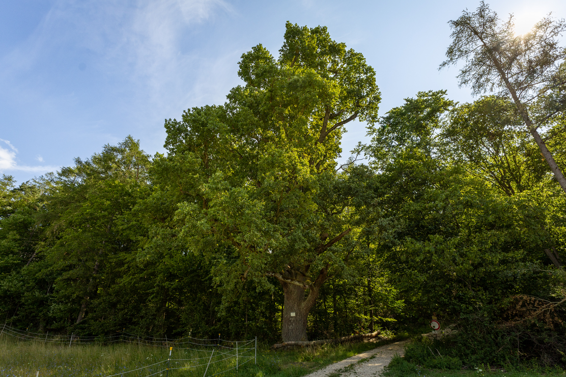 Zigeunereiche Buggenhofen