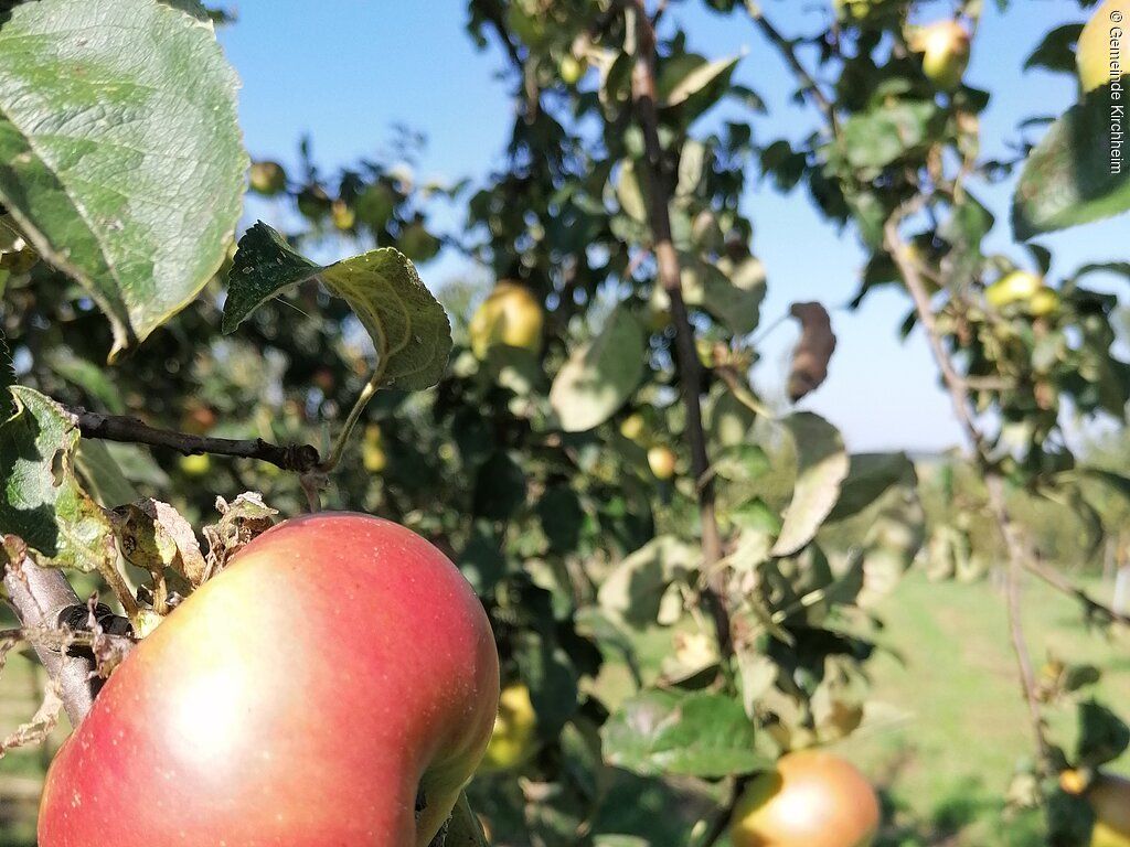 Streuobstpfad mit Riesblick