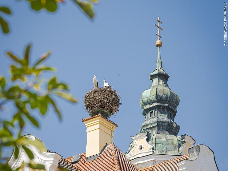 Störche in Donauwörth