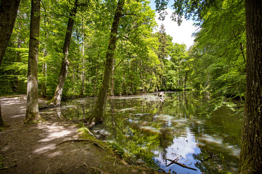 Streifzüge Schallerweiherweg