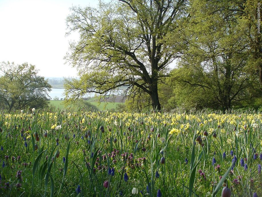 10236555_fruehlingswiese_neffsend-schaefstall.jpg