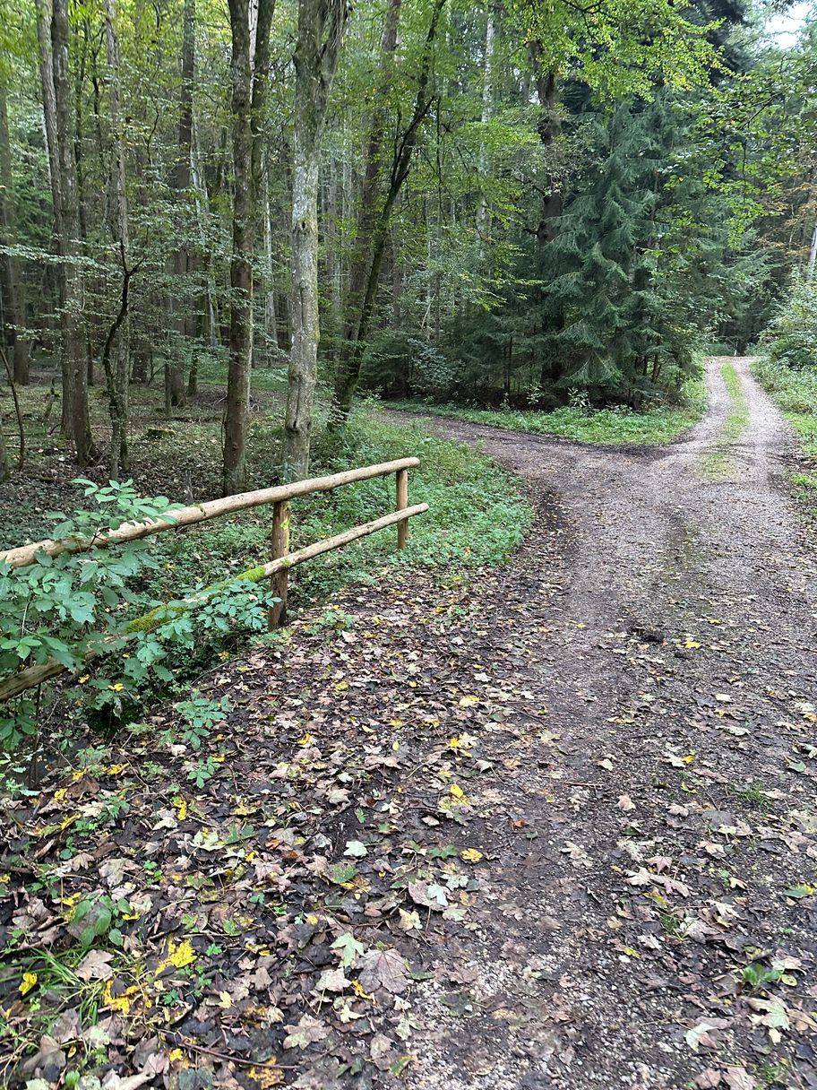Kreuzung im Wald