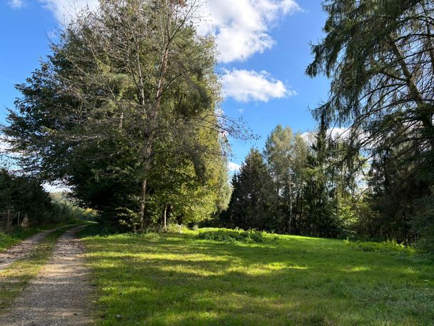 Waldweg