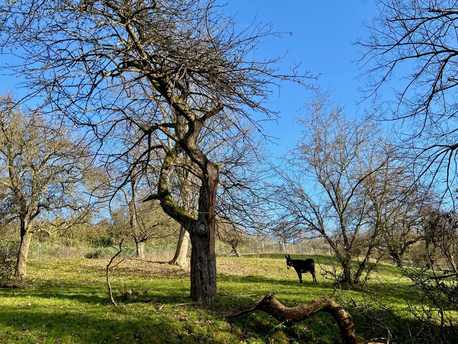 Streuobstwiese Stadtpark Senden