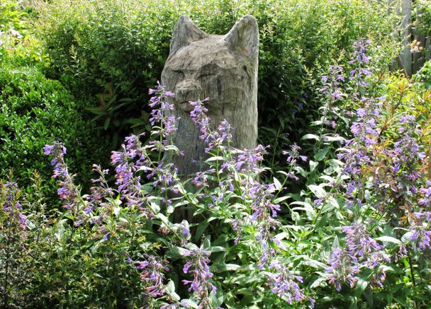 gaissmayer_nepeta_sibirica_souvenir_d_andre_chaudron91.jpg